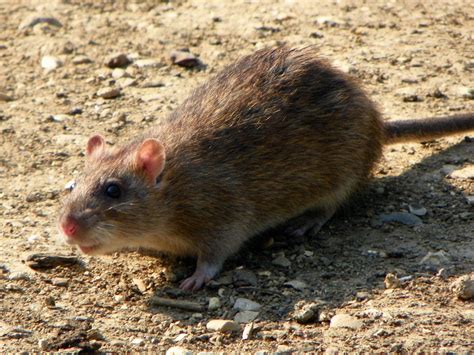 Brown Rat — Severson Dells Nature Center