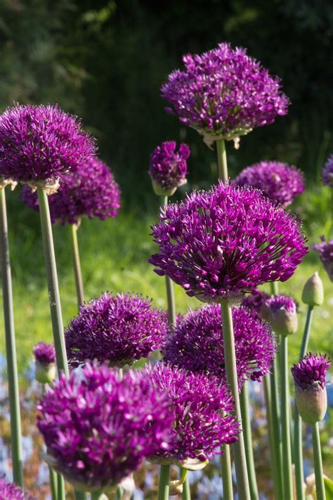 Allium Hollandicum Purple Sensation Avon Bulbs