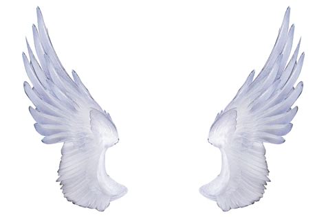Angel Wings Wings Png Angel Wings Png Wings Drawing Images And Photos