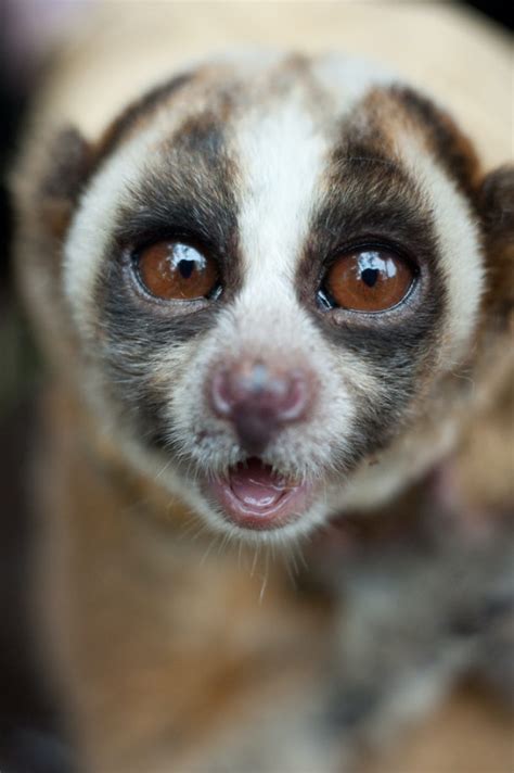 Armed And Dangerous Murder Lorises Use Their Venom Against Each Other