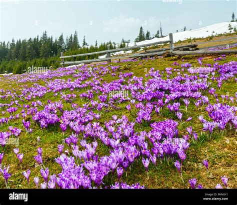 Purple Crocus Flowers On Spring Mountain Stock Photo Alamy