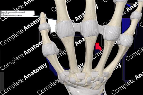 Deep Transverse Metacarpal Ligament Complete Anatomy