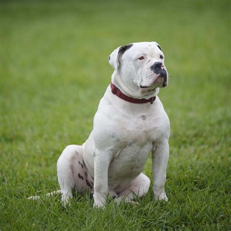 American Bulldog Training And Aggression Need A Chicago Dog Trainer