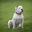 American Bulldog Training & Aggression  Need A Chicago Dog Trainer