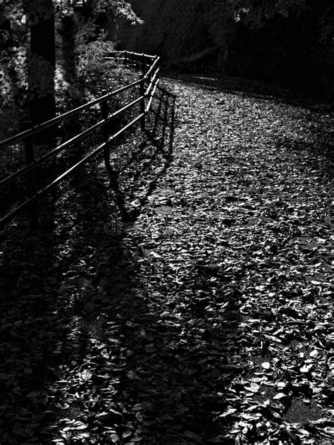 Monochrome Pathway And Fallen Leaves Stock Image Image Of Night Leaf