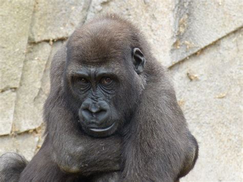 Free Images Wildlife Zoo Mammal Black Monkey Fauna Primate