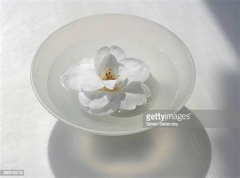 Camellia Bowl Photos And Premium High Res Pictures Getty Images