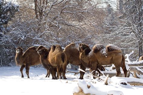 Such camels have protective outer coats of coarse fibre that may grow as bactrian camel ( camelus bactrianus ). Bactrian Camel - Denver Zoo
