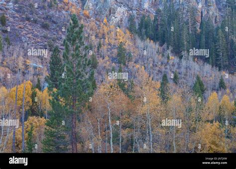 Aspen Trees In Their Fall Foliage Eastern Sierra Nevada Mountains