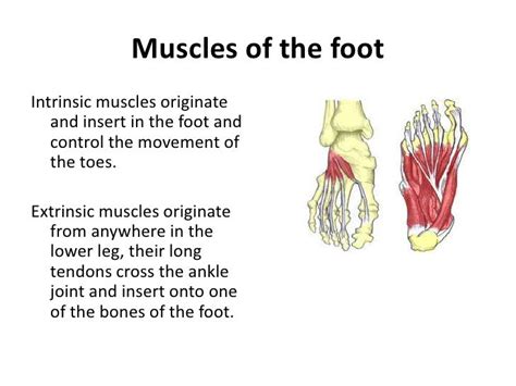 Intrinsic Foot Muscles Mri Running Performance Foot And Ankle