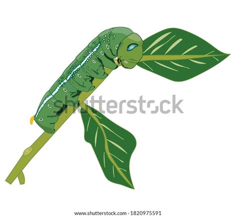 Little Green Caterpillar On Leaf Stock Vector Royalty Free 1820975591