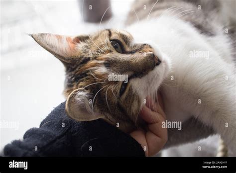 Calico Enjoying Some Love By Her Human Stock Photo Alamy