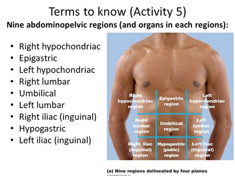 Abdominopelvic Regions And Superficial Organs Diagram Quizlet