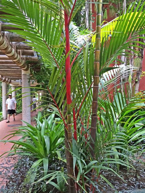 Cyrtostachys Rendas The Red Palm The Stems Of This Palm Grab Your