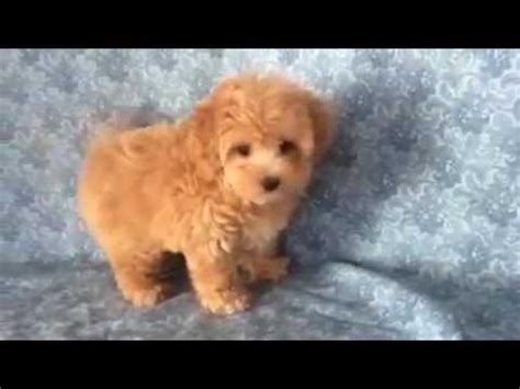 You will also want to check your pup's ears regularly to ensure they are dry and free of dirt. Maltipoo puppies available for adoption - YouTube