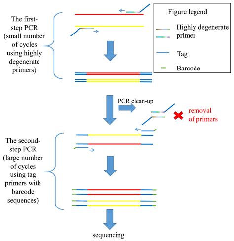 Tagged Highly Degenerate Primer Thdp Pcr For Community Analysis Of