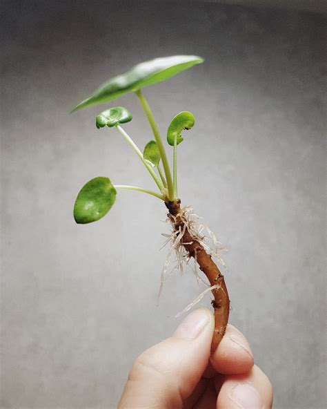 Warum deine Pflanze schief wächst - Die Pflanzenmama