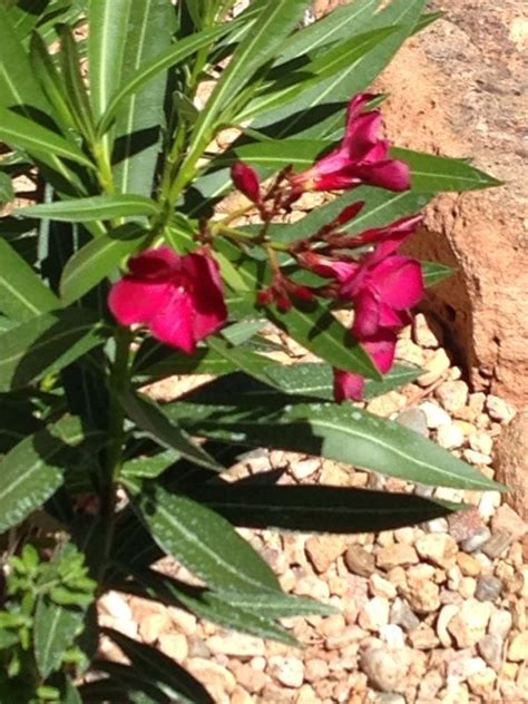 Oleander Nerium Oleander Beautiful Flowers With Many Different