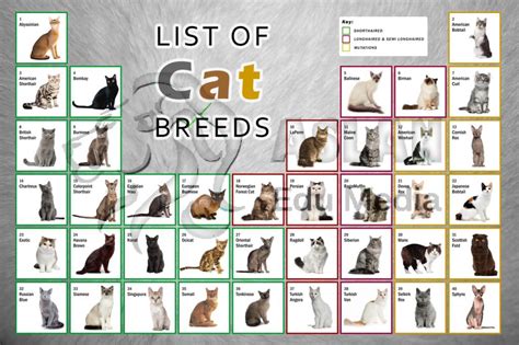 List Of Cat Breeds Biological Science Picture Directory