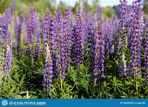 Lupine Flowers Bunch Of Lupines Summer Flower Background Stock Image