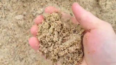 Sand For Plant Propagating Bed Comparison Youtube