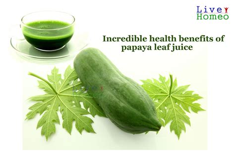 Incredible Health Benefits Of Papaya Leaf Juice Live Homeo
