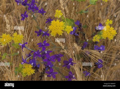 Turkey Wildflowers Stockfoto Lizenzfreies Bild 3806926 Alamy