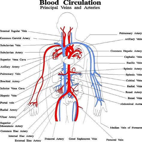 Veins (in blue) are the blood vessels that return blood to the heart. Blood vessels diagram