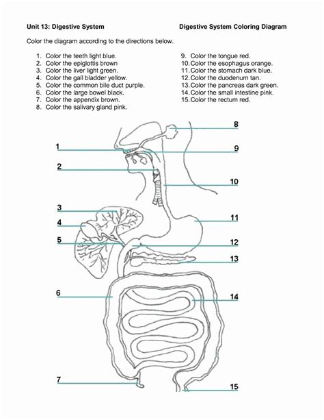 Digestive System Coloring Worksheet