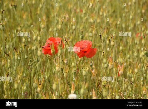 Poppies In A Field Hi Res Stock Photography And Images Alamy