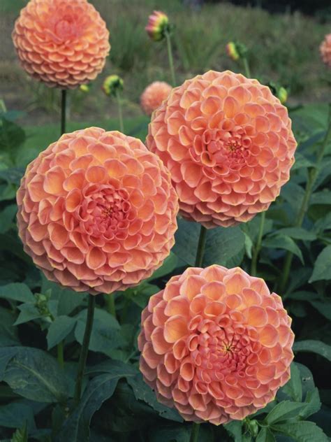 20 Stunning Dahlia Varieties Pretty Flowers Beautiful Flowers Garden