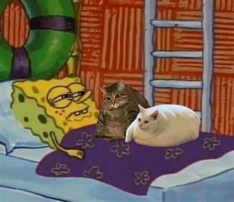 Sleeping With Cats Be Like Meme By Mrgimli Memedroid