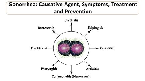 Gonorrhea Causative Agent Symptoms Treatment And Prevention