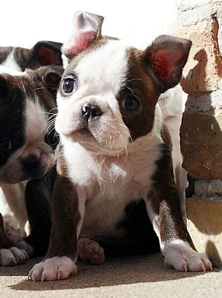 Beyond Cute Baby Dogs Cute Animals Boston Terrier Puppy