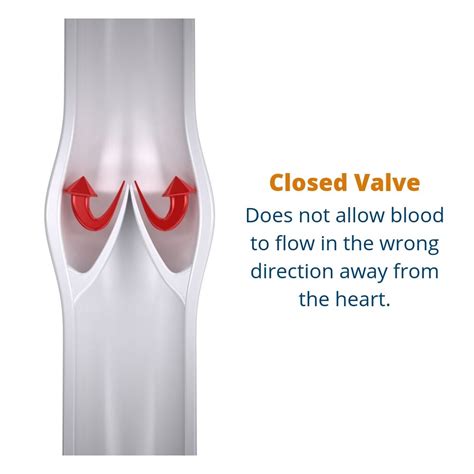 What Are Valves In Veins And What Is The Function