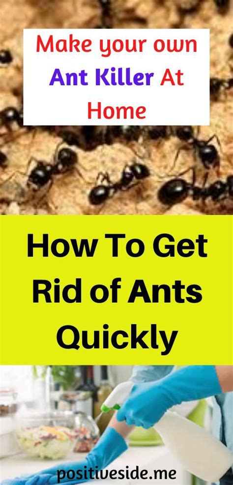 Whats The Best Way To Get Rid Of Ants In The House Get Rid Of Ants Rid Of Ants Home