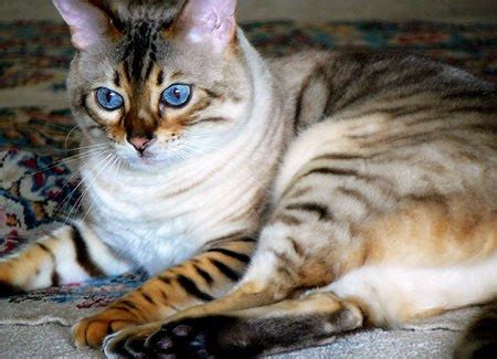The bengal cat is a beautiful and intelligent breed, but what is it really like to keep them as pets? Low Maintenance Outdoor Pets | Radiobokra