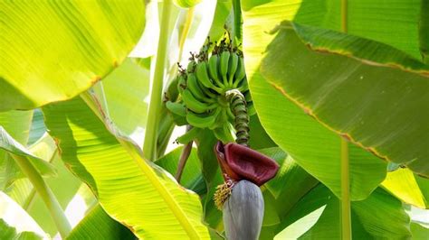 Gambar Akar Pohon Pisang Pulp