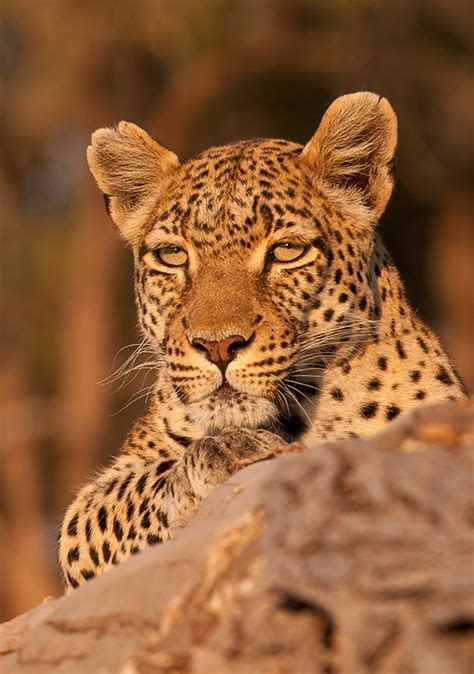 Okavango Delta To Hwange Safari 9 Night Safari Package Outside Wild