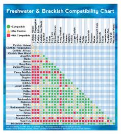Freshwater Tropical Fish Chart Images & Pictures Becuo