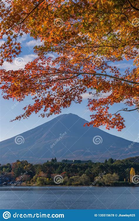 Autumn Leaves And Fuji Stock Photo Image Of Colorful 135515678