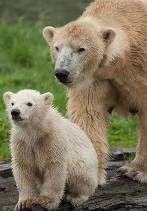 Mother And Baby Polar Bear Baby Polar Bears Polar Bear Polar Bears