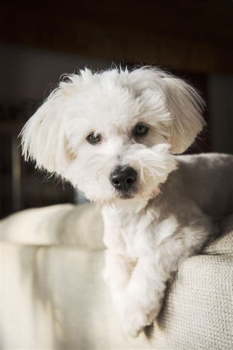 15 Small White Dog Breeds List Of Little White Dogs