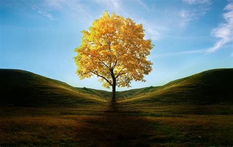 3840x1600 Resolution Field With Lone Tree In Autumn 3840x1600