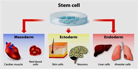 The Importance Of Stem Cells Thomas Health Blog