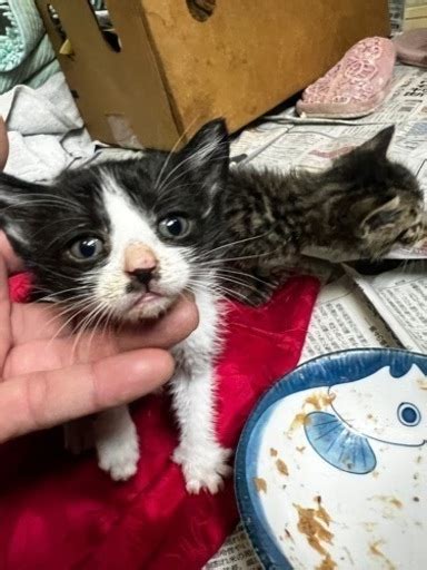 生後2週間程の子猫ちゃん5匹 ロクキュウヨン 三沢の猫の里親募集｜ジモティー