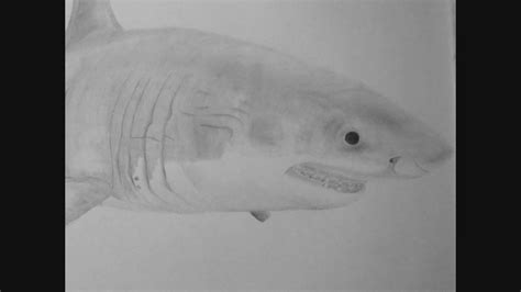 Jaws Paintings Search Result At