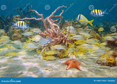 Thriving And Colorful Marine Life Caribbean Sea Stock Photo Image Of