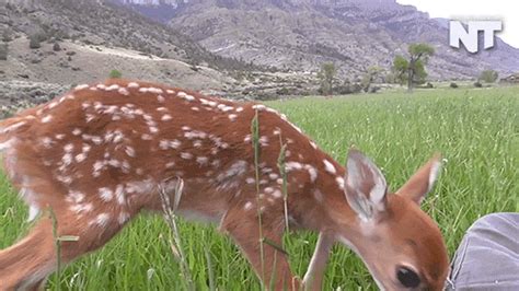 News Deer  By Nowthis Find And Share On Giphy