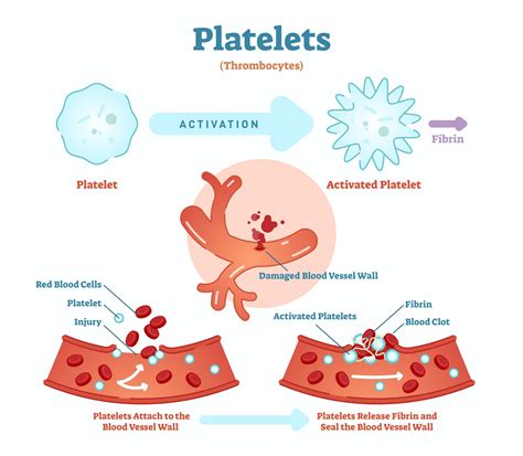 Platelets The Chameleons Of Cancer Biology